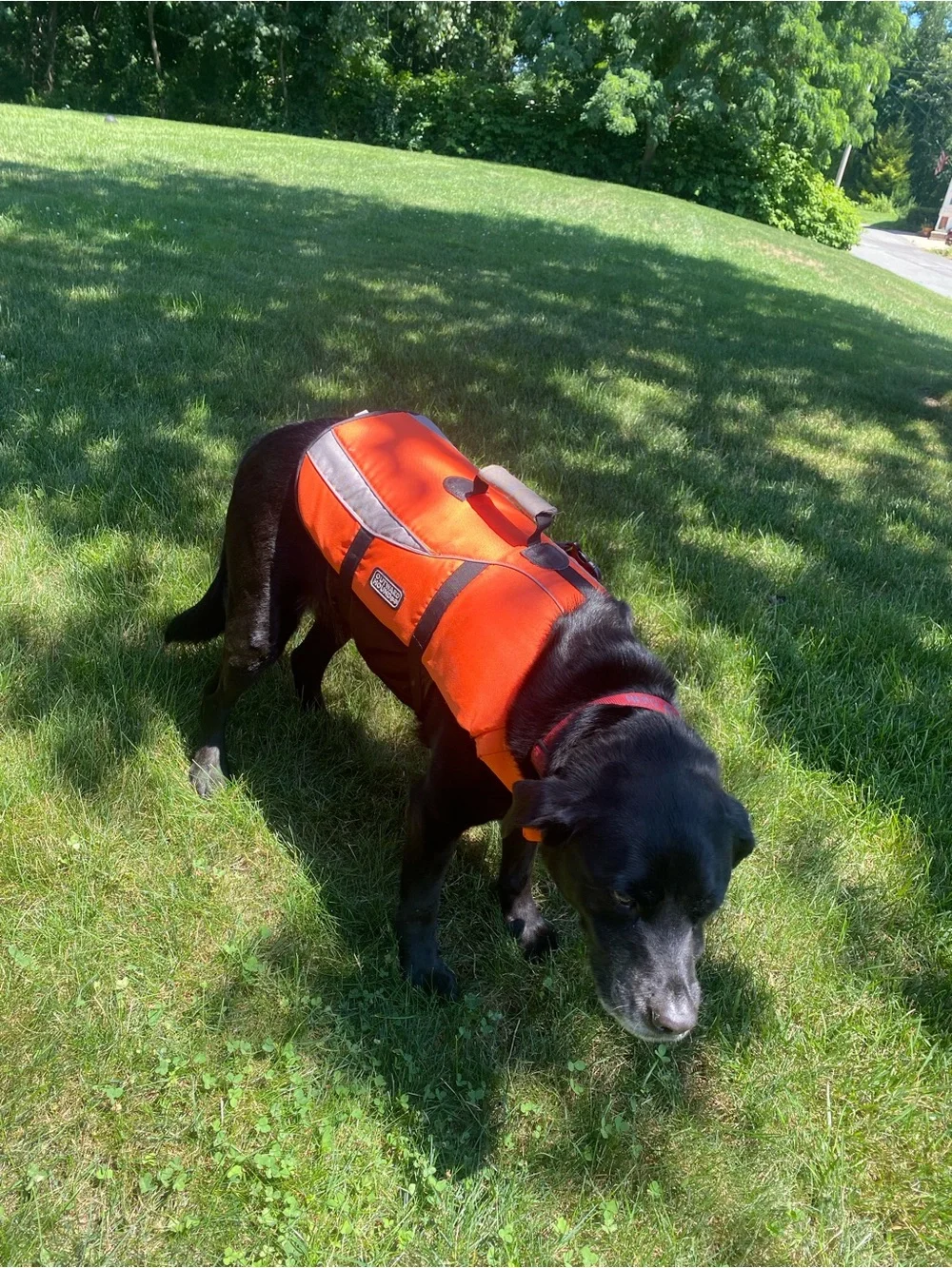 Outward Hound Orange  Reflective Dog Life Jacket - High-Visibility Safety Vest
